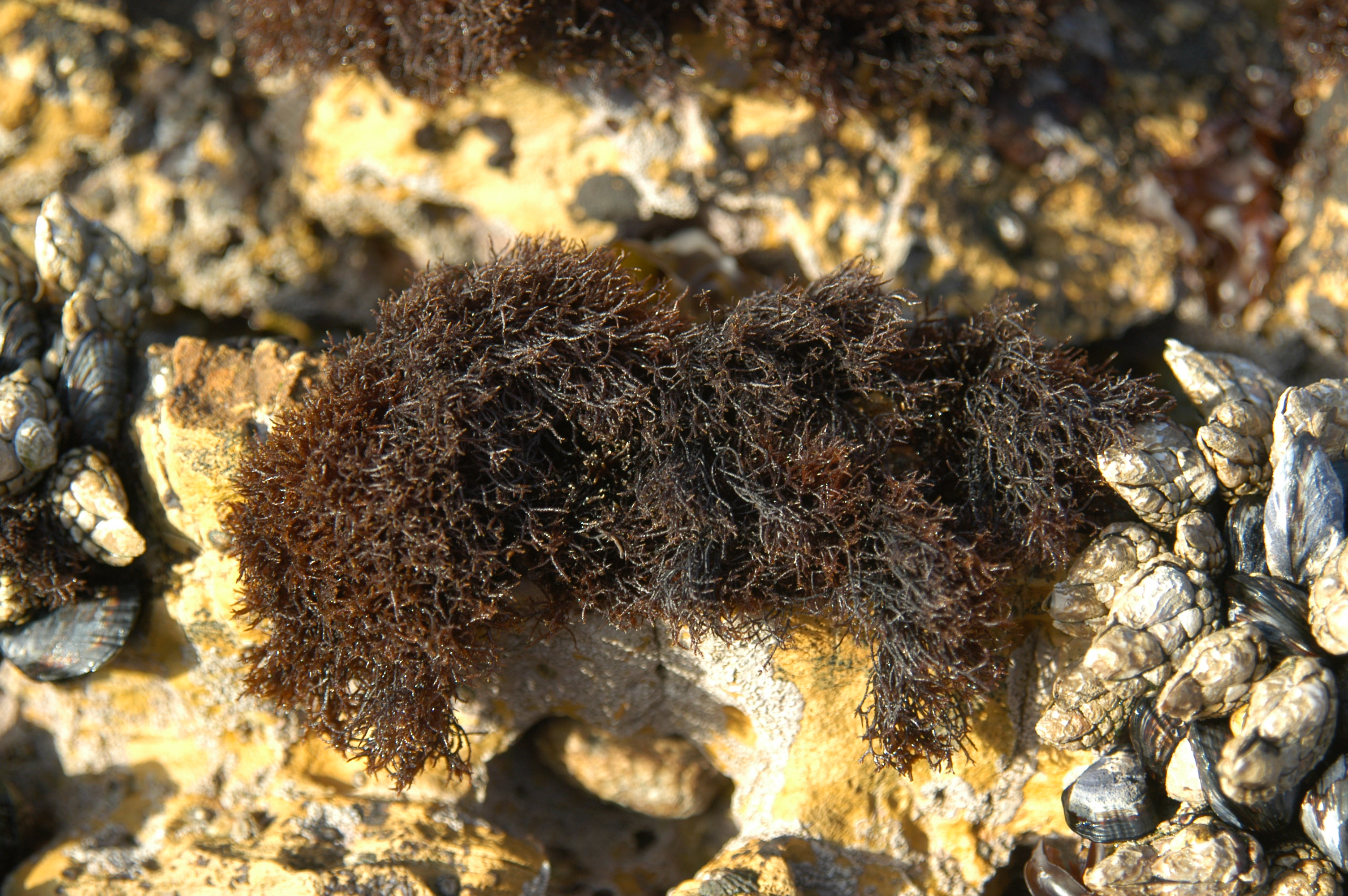 Представитель Семейства Endocladiaceae
